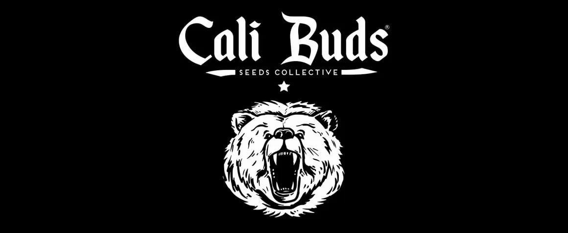 На витрине пополнение Cali Buds